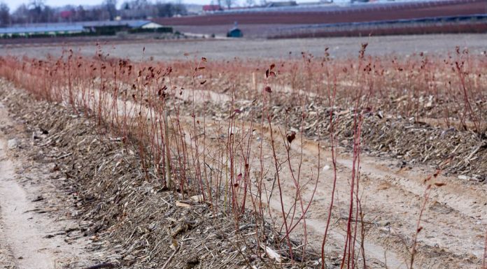 Nowe odmiany borówki na plantacji w Białousach – ocena zimowa