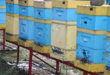 Przygotowanie pszczół do zapylania upraw