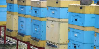 Przygotowanie pszczół do zapylania upraw
