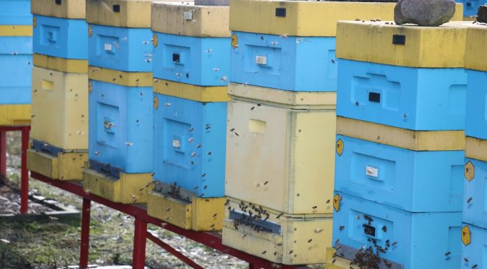 Przygotowanie pszczół do zapylania upraw
