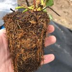 mc poland plantssadzonki_t_w_tsadzonki_