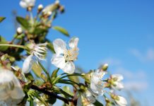 Ochrona przed przymrozkami – specjalista radzi