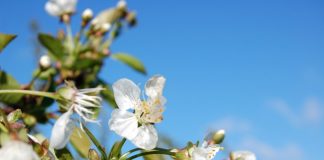 Ochrona przed przymrozkami – specjalista radzi