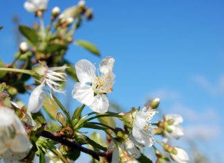 Ochrona przed przymrozkami – specjalista radzi