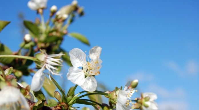 Ochrona przed przymrozkami – specjalista radzi
