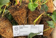 Odmiany truskawek w projekcie