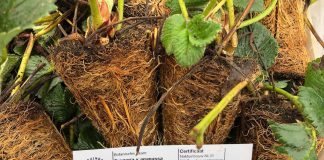 Odmiany truskawek w projekcie