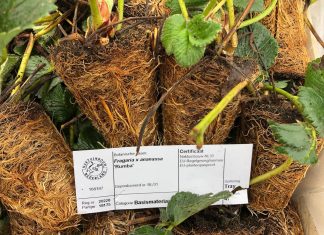Odmiany truskawek w projekcie