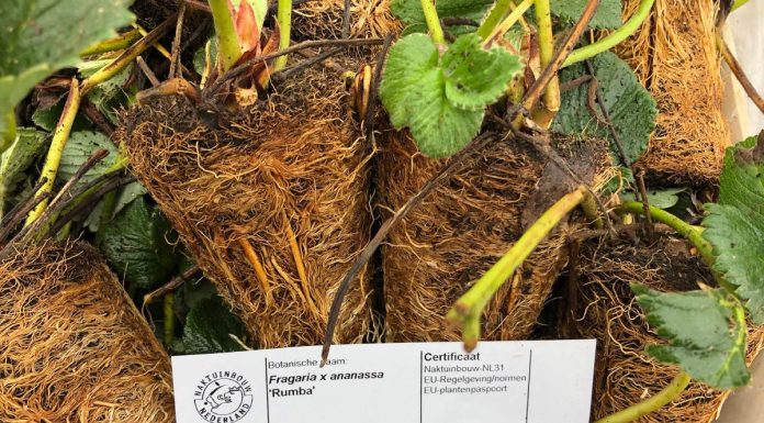 Odmiany truskawek w projekcie