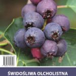 swidosliwa_jagodnik