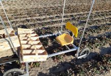 Nowa pomoc przy zbiorze truskawek