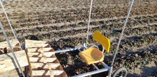 Nowa pomoc przy zbiorze truskawek