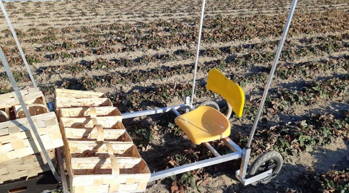 Nowa pomoc przy zbiorze truskawek