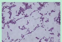 Mikroorganizmy w ochronie truskawek