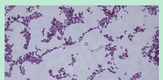 Mikroorganizmy w ochronie truskawek