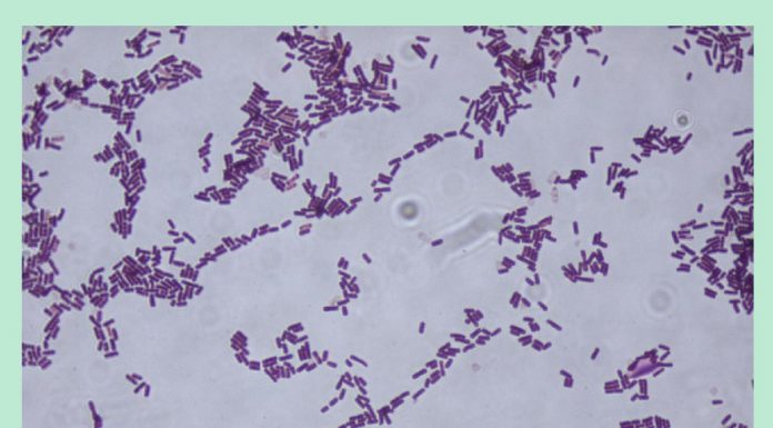 Mikroorganizmy w ochronie truskawek
