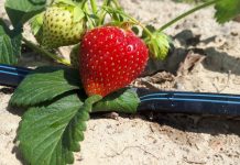 Cienkościenne taśmy kroplujące – ekspert radzi