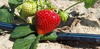 Cienkościenne taśmy kroplujące – ekspert radzi