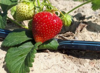 Cienkościenne taśmy kroplujące – ekspert radzi