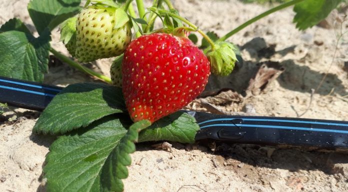 Cienkościenne taśmy kroplujące – ekspert radzi