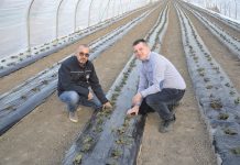 Tunele z truskawkami odmiany ‘Flair’ odżywiany nawozami Fertygold