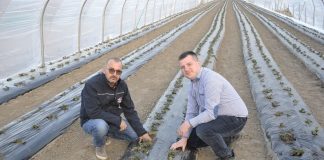 Tunele z truskawkami odmiany ‘Flair’ odżywiany nawozami Fertygold