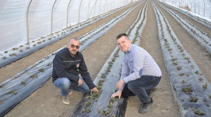 Tunele z truskawkami odmiany ‘Flair’ odżywiany nawozami Fertygold