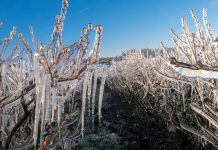 Przymrozki. To może być decydująca noc dla plonowania w 2019 roku!