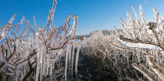 Przymrozki. To może być decydująca noc dla plonowania w 2019 roku!