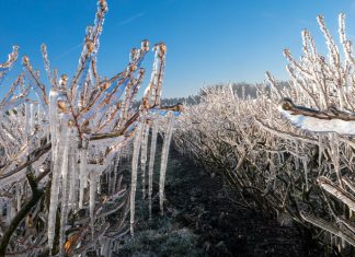 Przymrozki. To może być decydująca noc dla plonowania w 2019 roku!