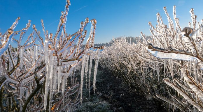 Przymrozki. To może być decydująca noc dla plonowania w 2019 roku!