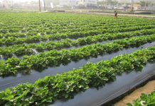 Dziewiąte Sympozjum Truskawkowe z rozbudowanymi wątkami naukowymi