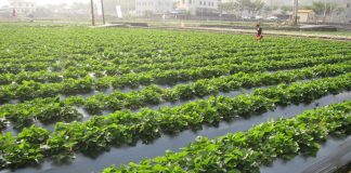 Dziewiąte Sympozjum Truskawkowe z rozbudowanymi wątkami naukowymi