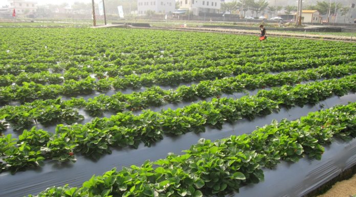 Dziewiąte Sympozjum Truskawkowe z rozbudowanymi wątkami naukowymi