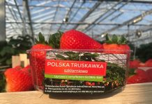 Polskie truskawki szklarniowe – sezon rozpoczęty