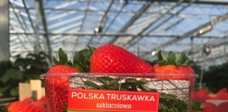 Polskie truskawki szklarniowe – sezon rozpoczęty