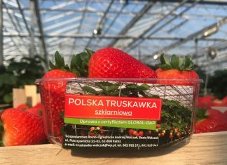 Polskie truskawki szklarniowe – sezon rozpoczęty