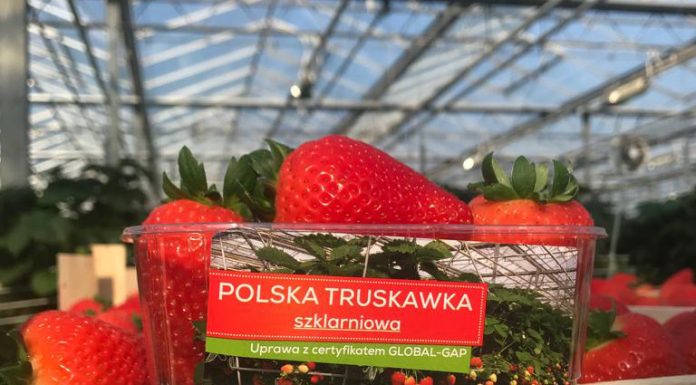 Polskie truskawki szklarniowe – sezon rozpoczęty