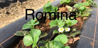 Truskawki na zagonach – stan na 3 kwietnia