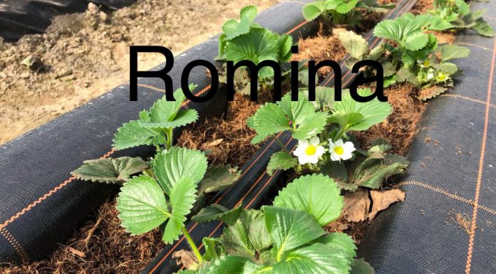 Truskawki na zagonach – stan na 3 kwietnia