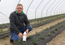 Osiem odmian truskawek i nawożenie z firmy Intermag