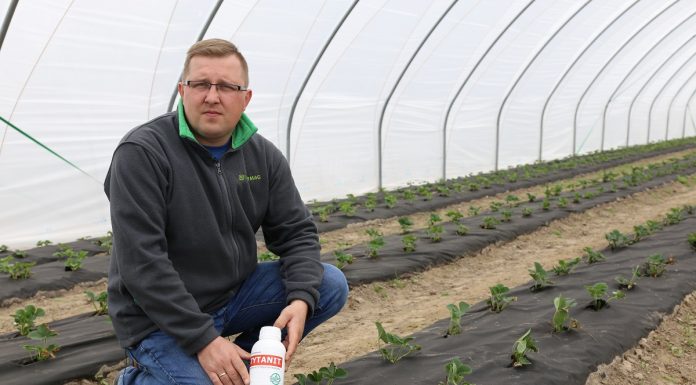 Osiem odmian truskawek i nawożenie z firmy Intermag