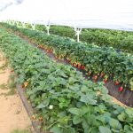 IMG_8481huelva_strawberry