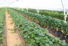 Truskawki w Huelvie na plus