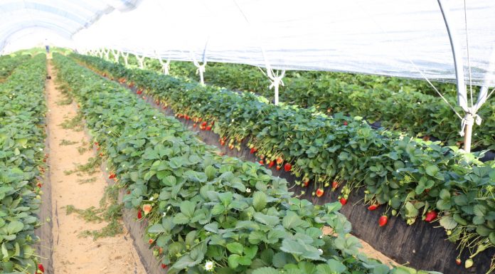 Truskawki w Huelvie na plus