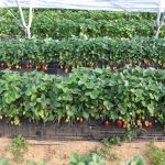 IMG_8484huelva_strawberry