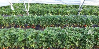 Truskawki i maliny z regionu Huelva wyjątkowo drogie. A borówki?