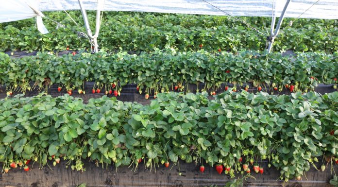 Truskawki i maliny z regionu Huelva wyjątkowo drogie. A borówki?