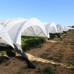 IMG_8485huelva_strawberry
