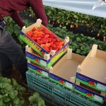 IMG_8487huelva_strawberry